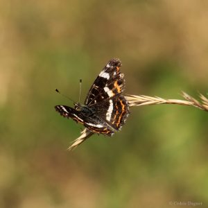 Carte géographique (Araschnia levana)