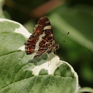 Carte géographique (Araschnia levana)