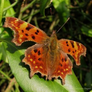 Robert le diable (Polygonia C-album)